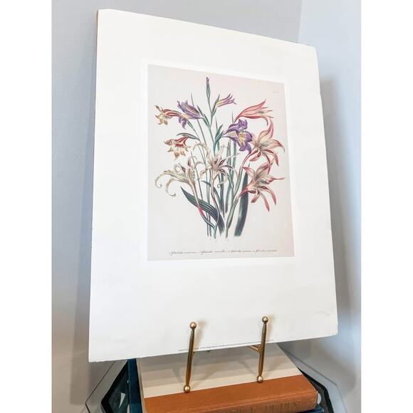 Unframed Vintage Gladiolus Botanical Print – 14x18‎ - Picture 4 of 4